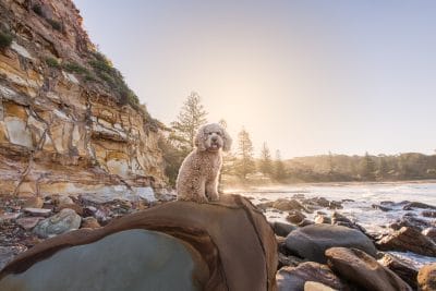 puppytalesphotography-Indie-1