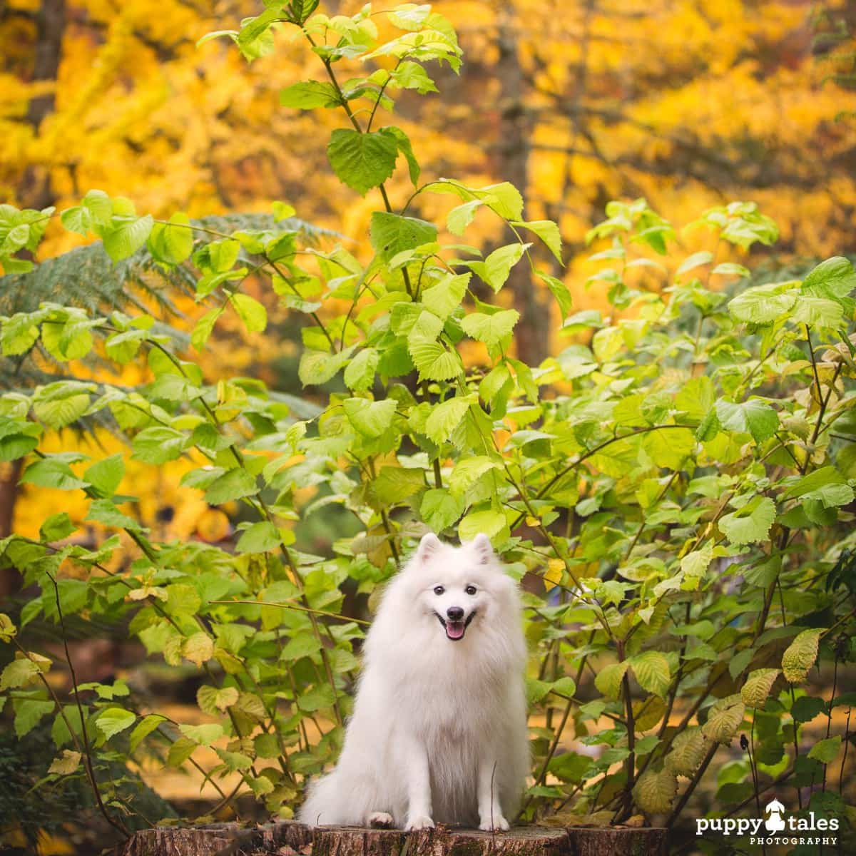 puppytalesphotography japanese spitz keiko autumn 1