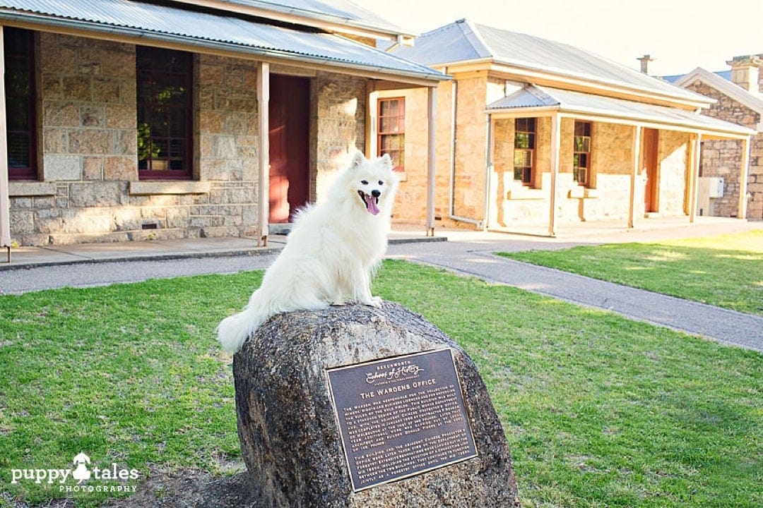 puppytalesphotography japanese spitz keiko in beechworth 1