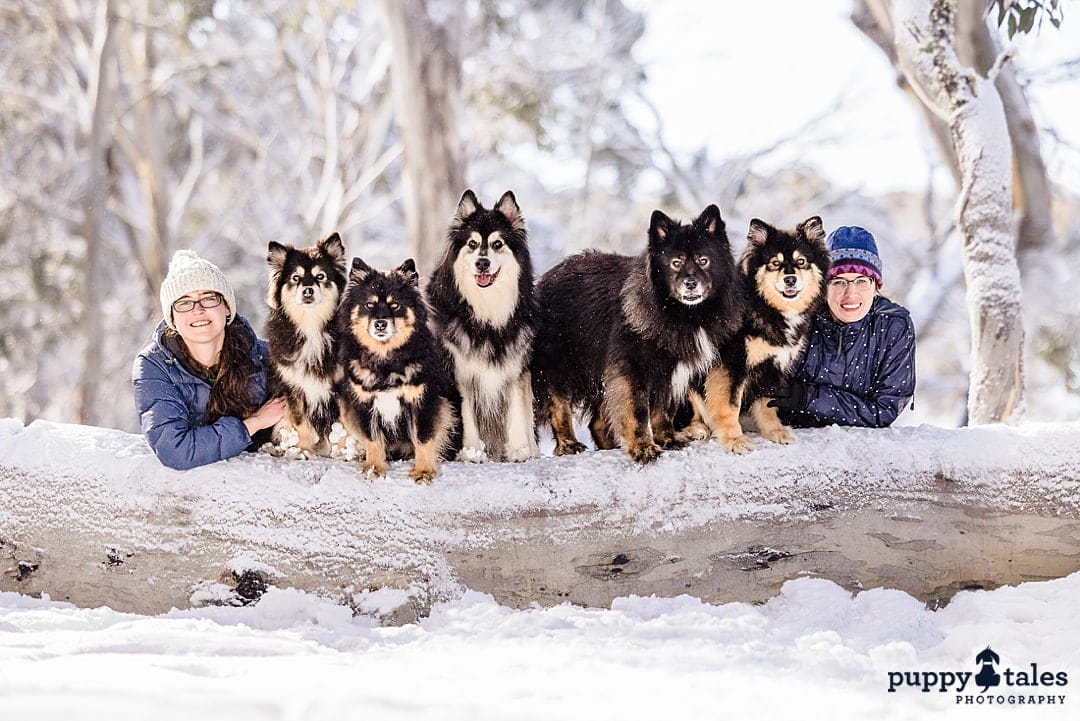 Five Finnish Lapphunds and their loving fur mom, all looking happy and content in the snow.