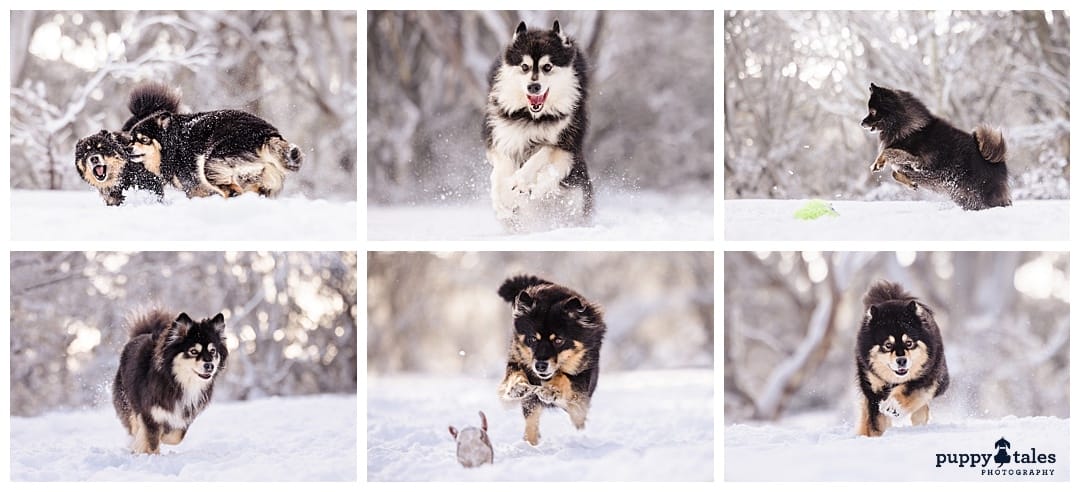 A collage of photos capturing the joy and playfulness of the five Finnish Lapphunds in the snow.