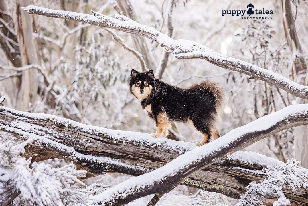 Snow photo of a Finnish Lapphund perched on a log, its gaze fixed directly on the camera lens. The confident stance and curious expression of the Nordic Spitz breed make for a charming and captivating photograph