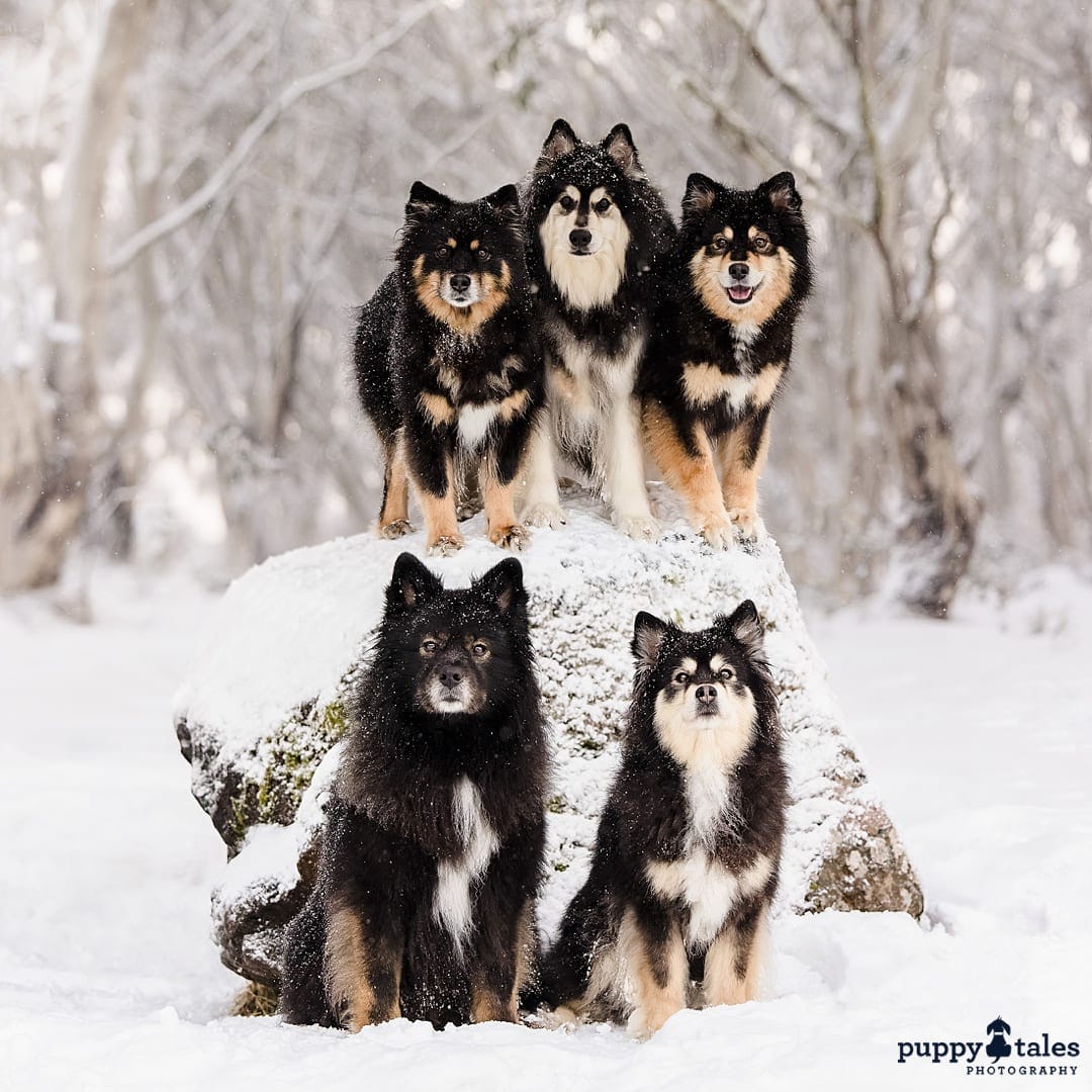 Snow photo of Finnish Lapphunds basking in the snow, their individual personalities shining through