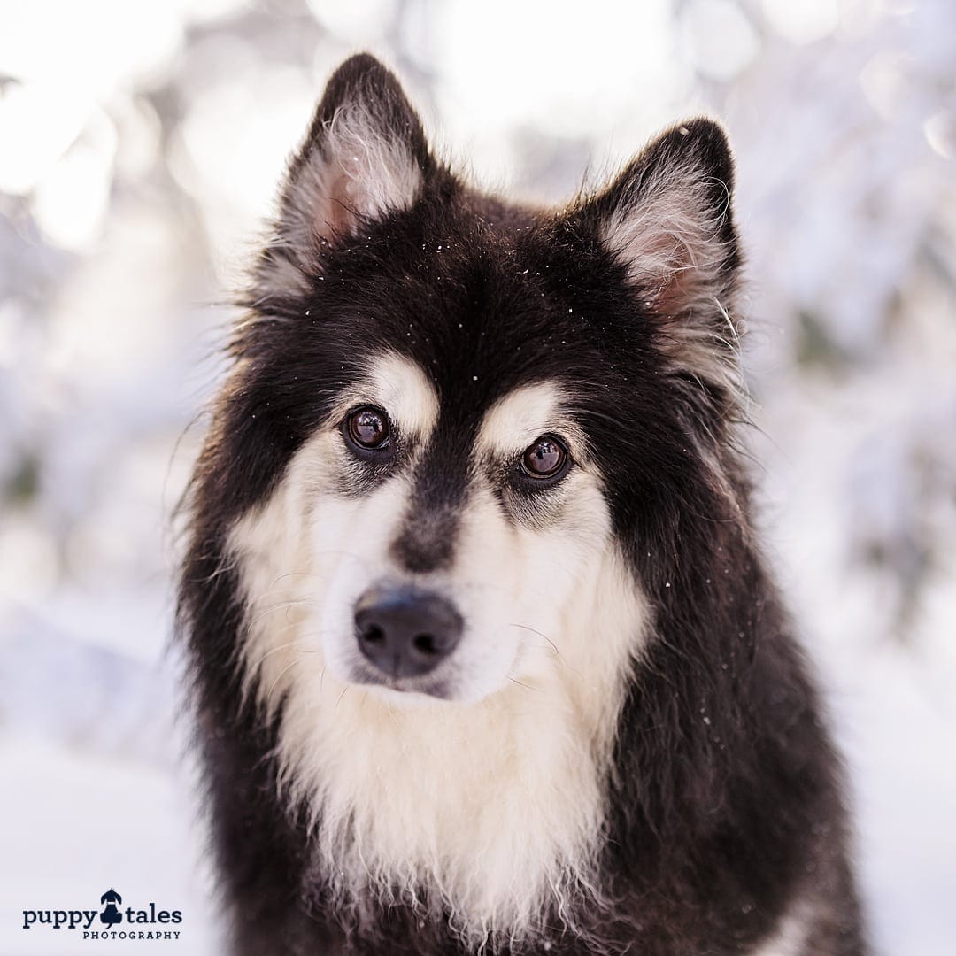 A snow photo of a Finnish Lapphund standing proud in the snow, its unique breed characteristics on full display.
