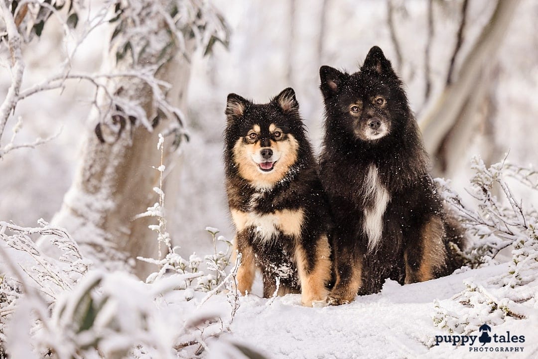 Gorgeous snow photo of two Finnish Lapphunds in the snow, sharing a moment of comfort and love.