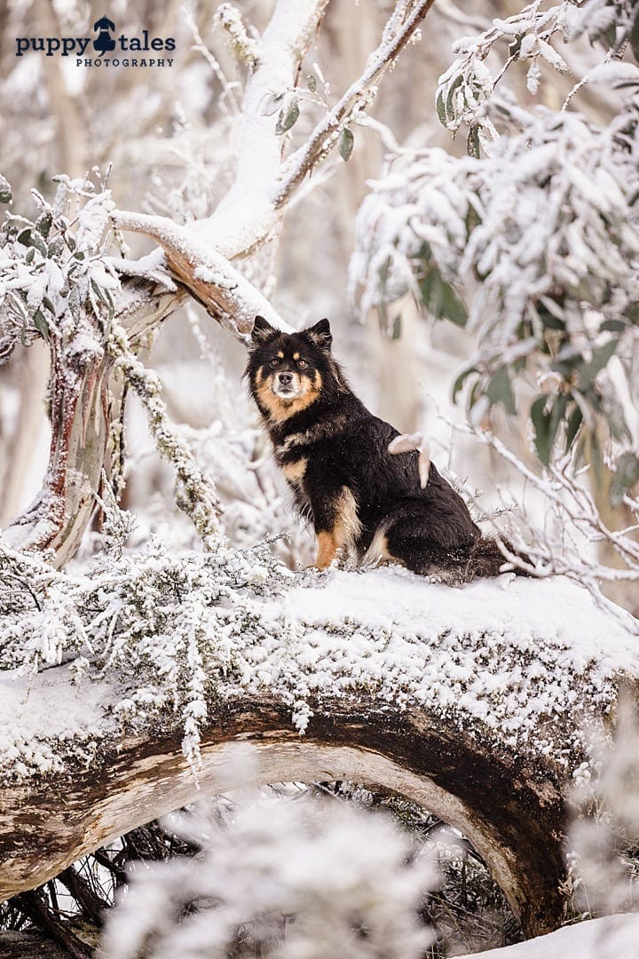 A Finnish Lapphund stands tall on a snowy log, its eyes fixed intently on the camera. The majestic breed, with its curious expression, appears confident and regal in the peaceful winter scene.