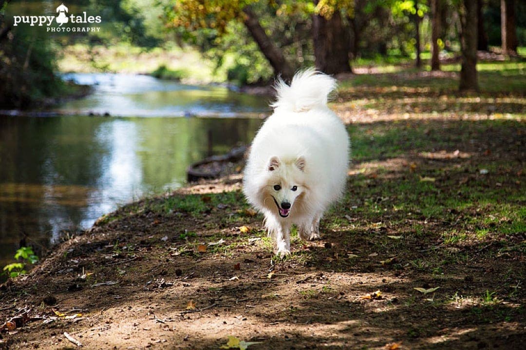 puppytalesphotography keiko explores bright