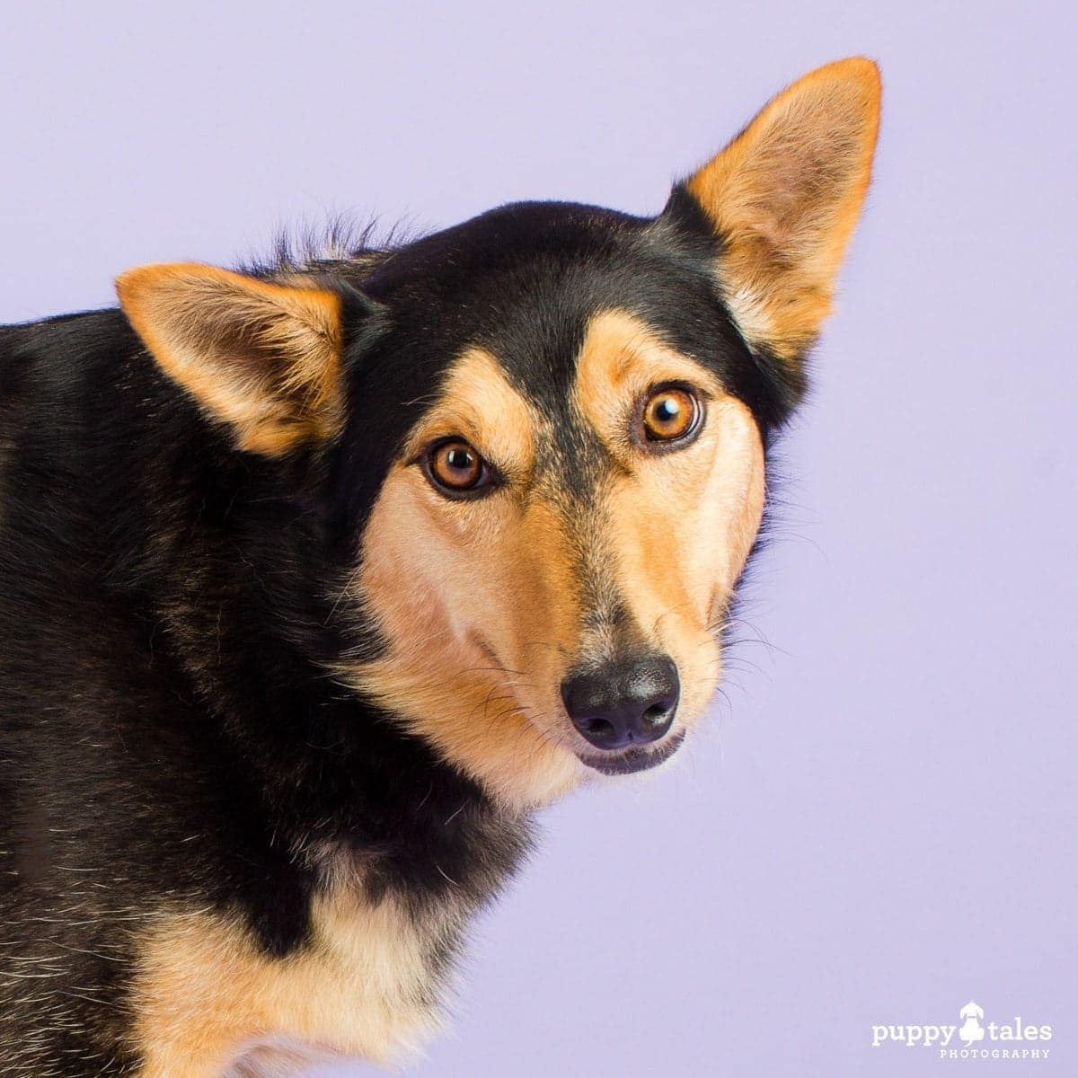 puppytalesphotography kelpie jetta 16