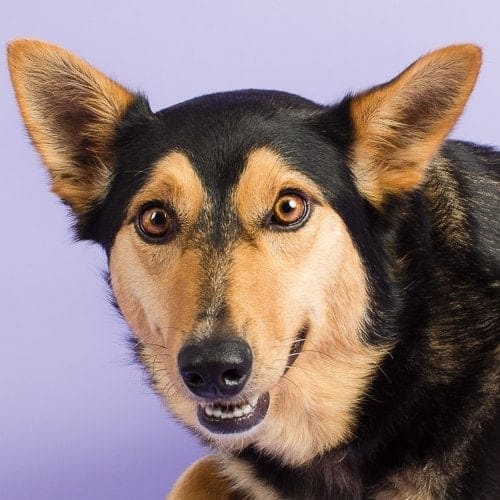 Kelpie Cross Jetta photographed in the Puppy Tales Studio