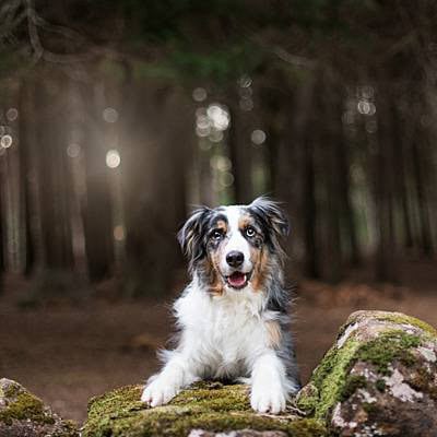 puppytalesphotography-laken-hollybank-2
