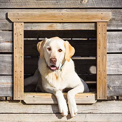 puppytalesphotography-leelou-huonvalley-24