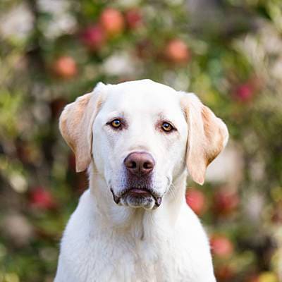 puppytalesphotography-leelou-huonvalley-3