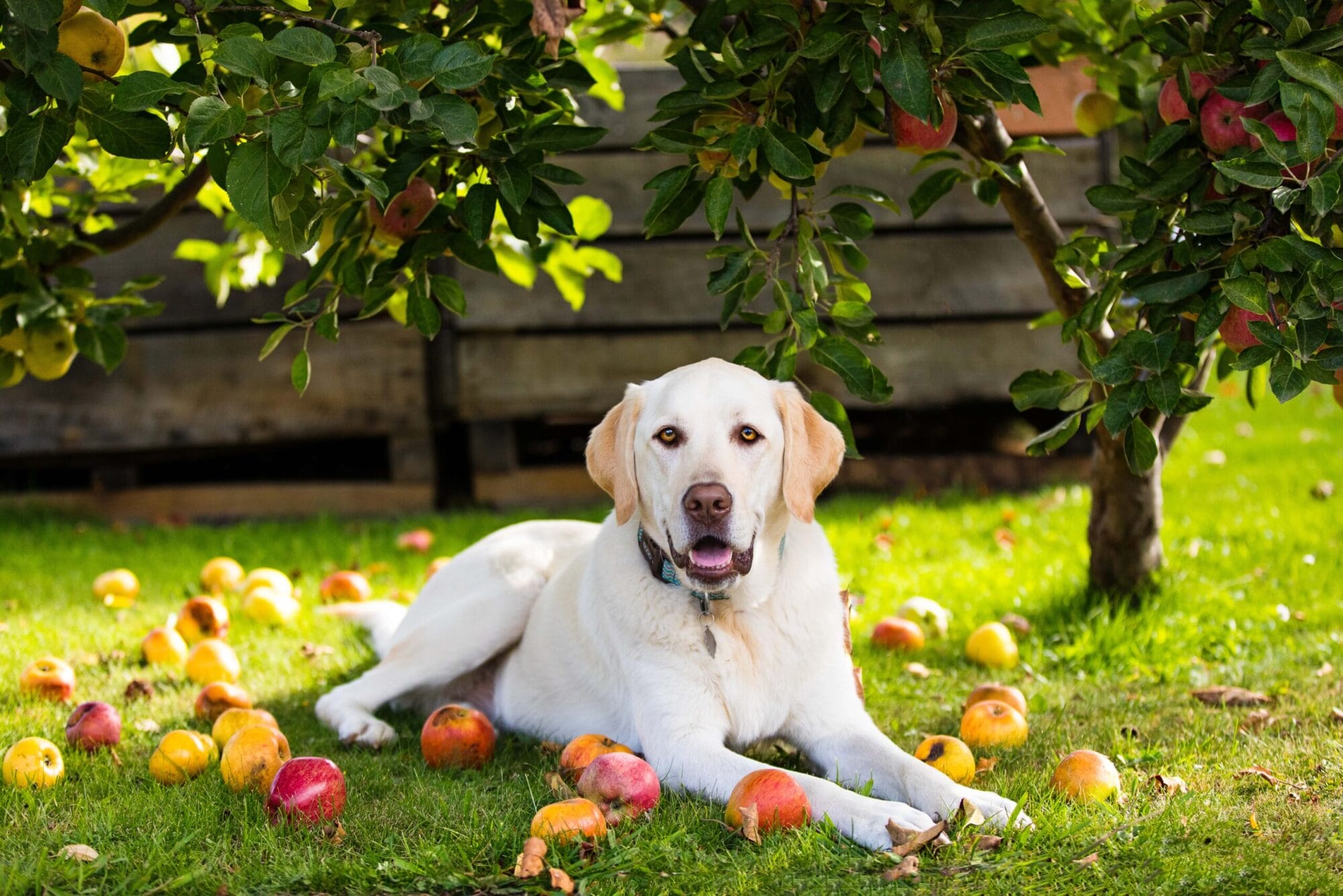 puppytalesphotography-leelou-Willie Smith's cider-TAs