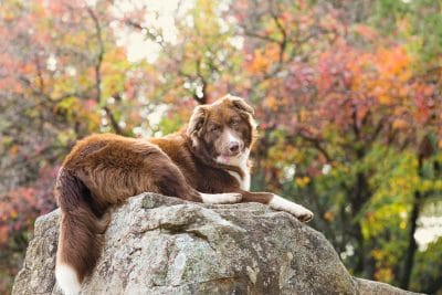 puppytalesphotography-lola-10