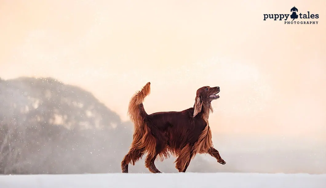 puppytalesphotography lorenzo 1 1