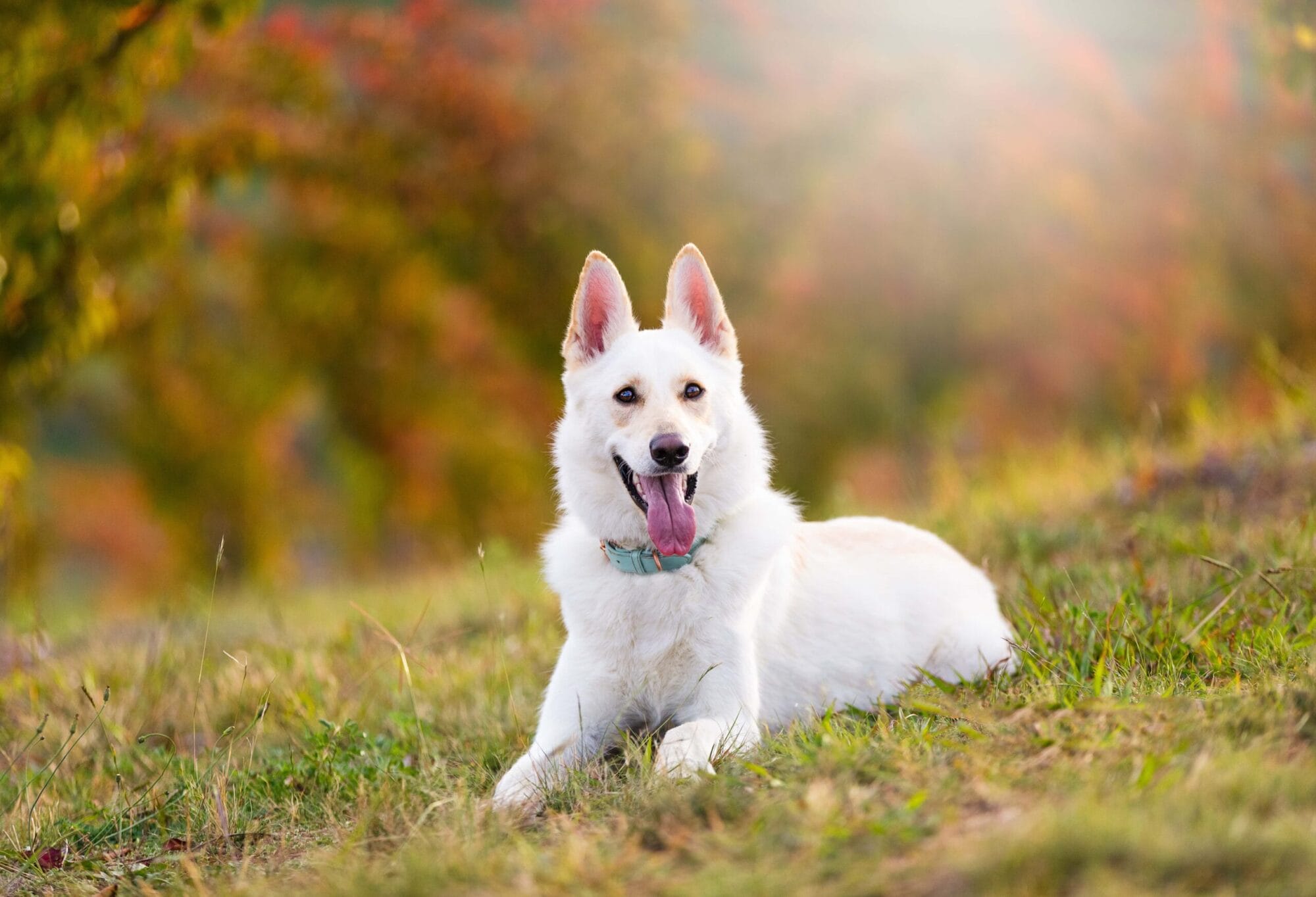 puppytalesphotography-luka-14
