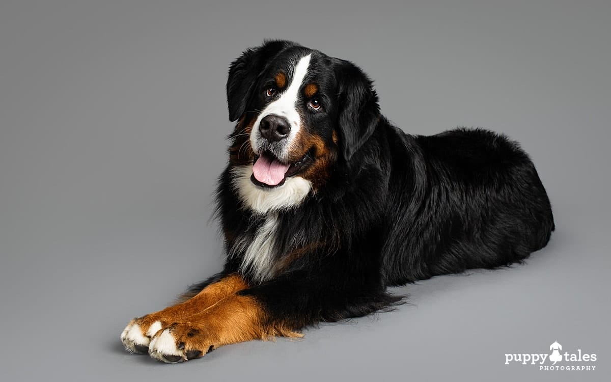 Bernese Mountain Dog Marley photographed on grey background Melbourne dog photo session with Puppy Tales.