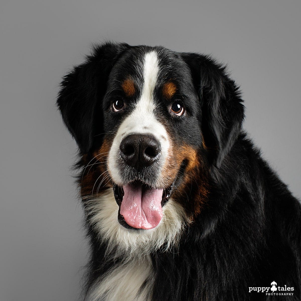 Headshot of Marley the Bernese Mountain Dog who was photographed on a grey paper background in the Puppy Tales Studio in Melbourne