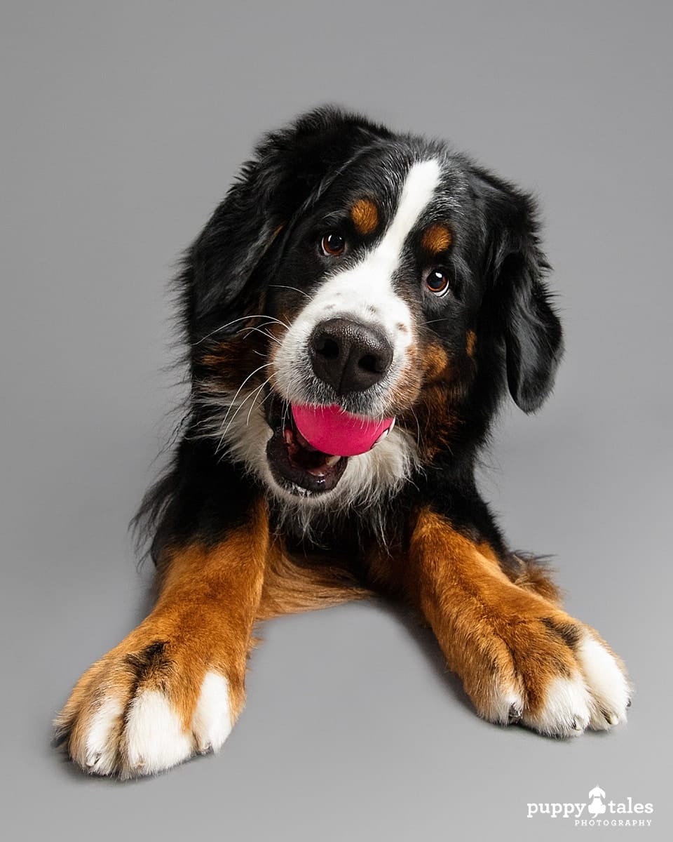 Studio photo of a Bernese Mountain Dog named Marley. She was photographed on a grey background and has a ball in her mouth.