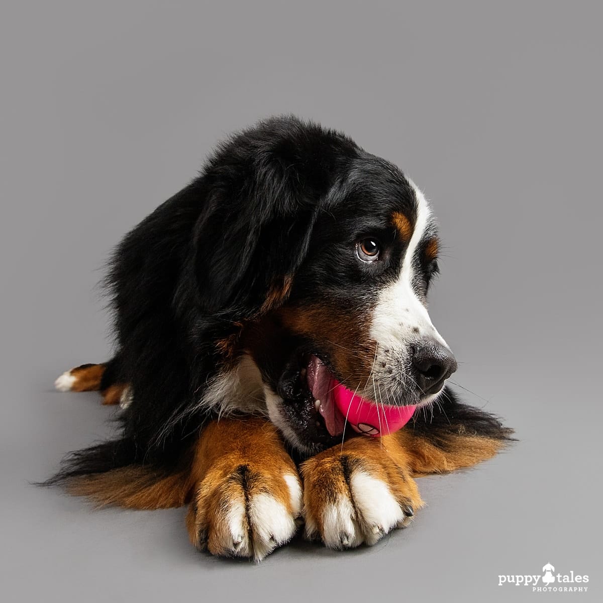 Bernese Mountain Dog Marley was photographed by Kerry Martin for Project Dogalogue. She's being cheeky with a ball on a grey studio background.