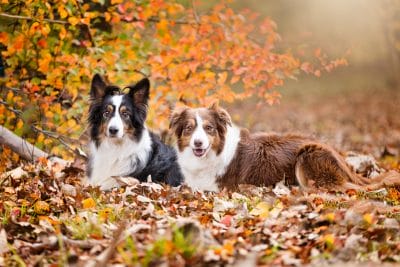 puppytalesphotography-mars&pepper-1