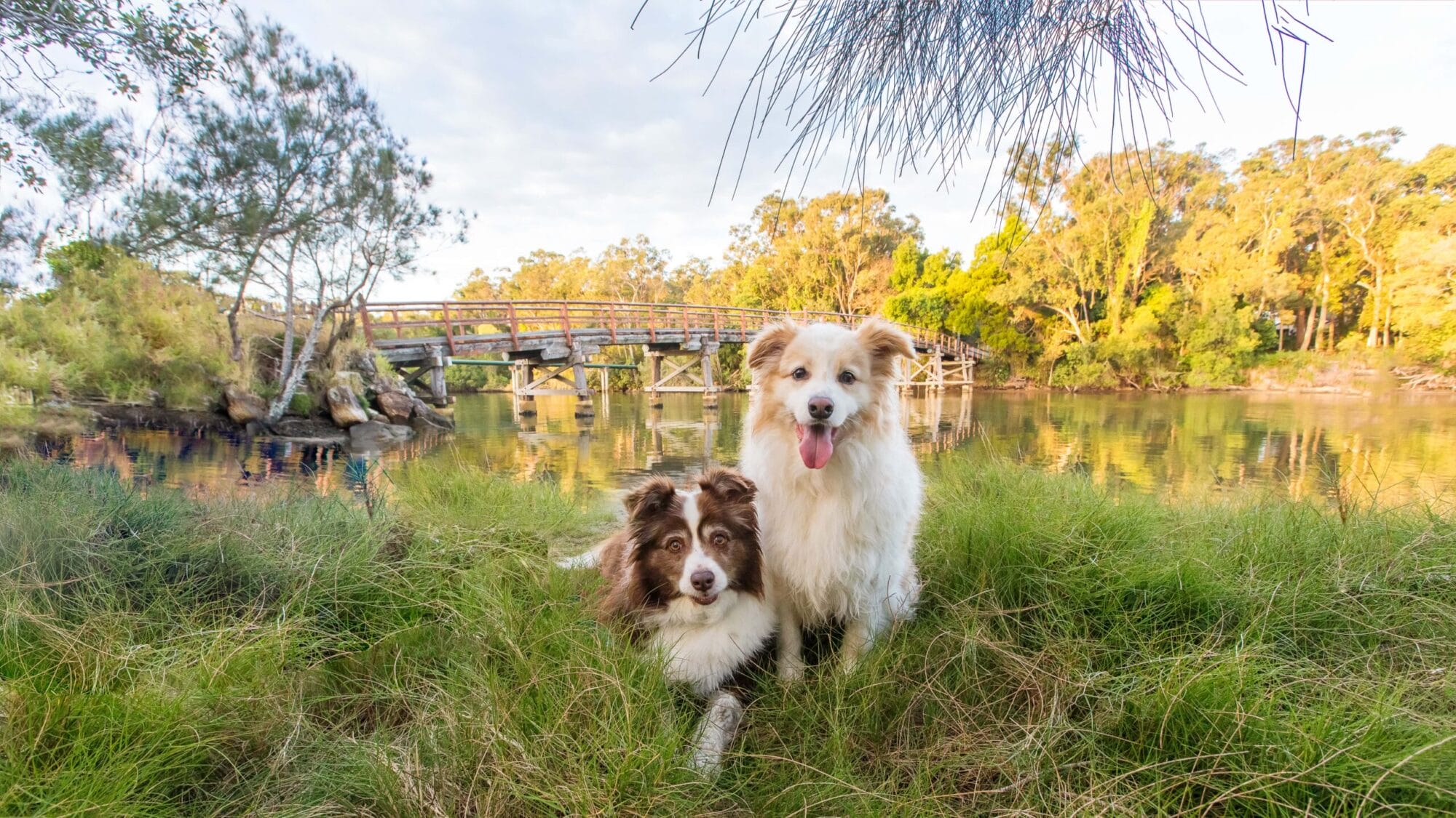 puppytalesphotography-martha&chino-1