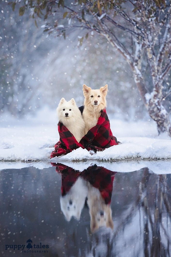 puppytalesphotography merrywoofmas 1