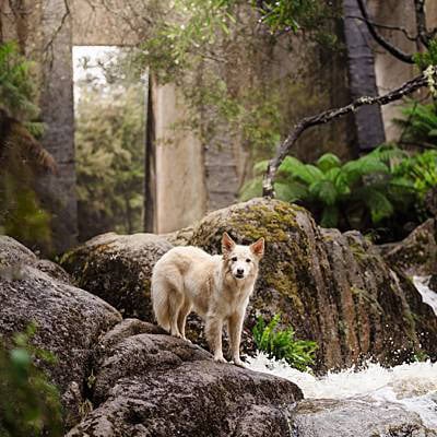 puppytalesphotography-mountparisdam-2