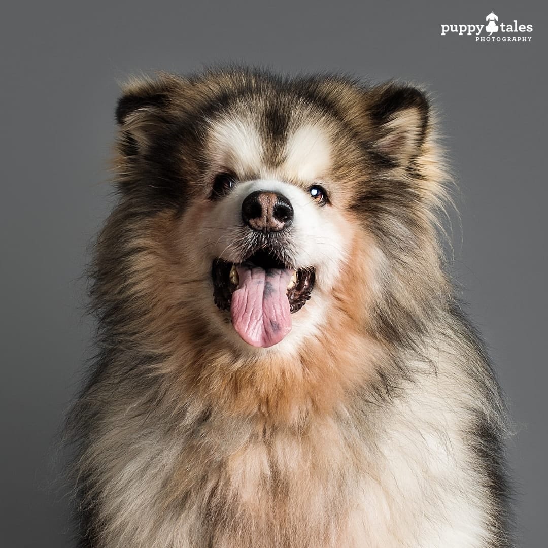 puppytalesphotography nanook 12