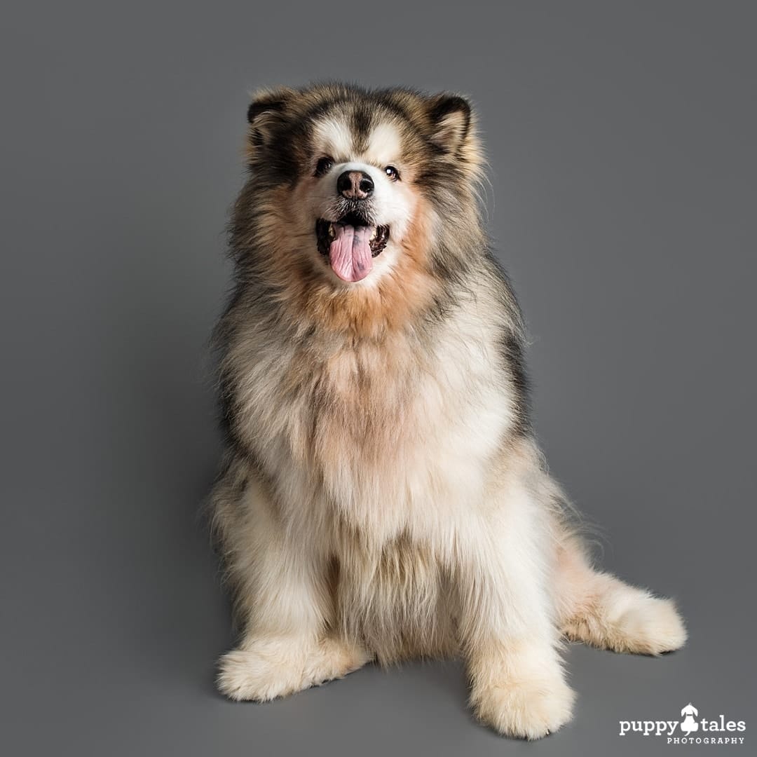 puppytalesphotography nanook 2