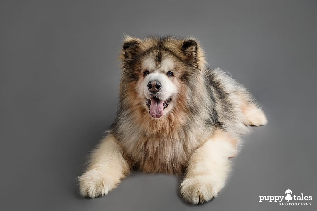 puppytalesphotography nanook 7