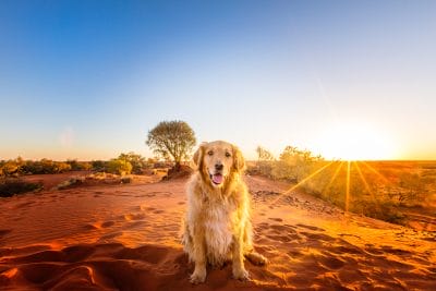 puppytalesphotography-ned-Alice-Springs-NT