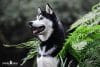 puppytalesphotography-onlocation-3-1