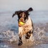 puppytalesphotography-onlocation-4