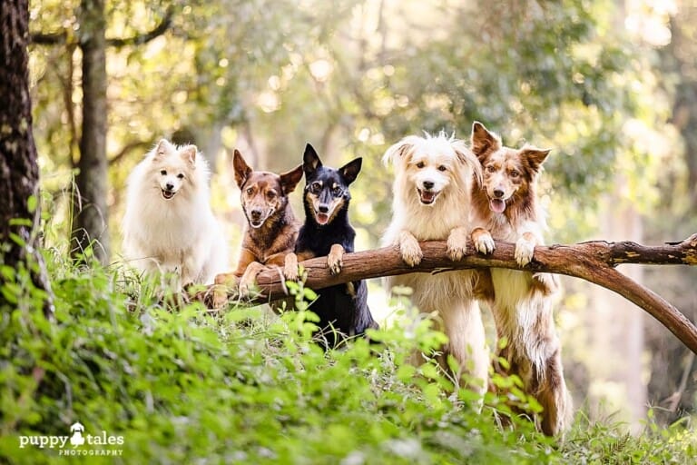puppytalesphotography-onlocation-5