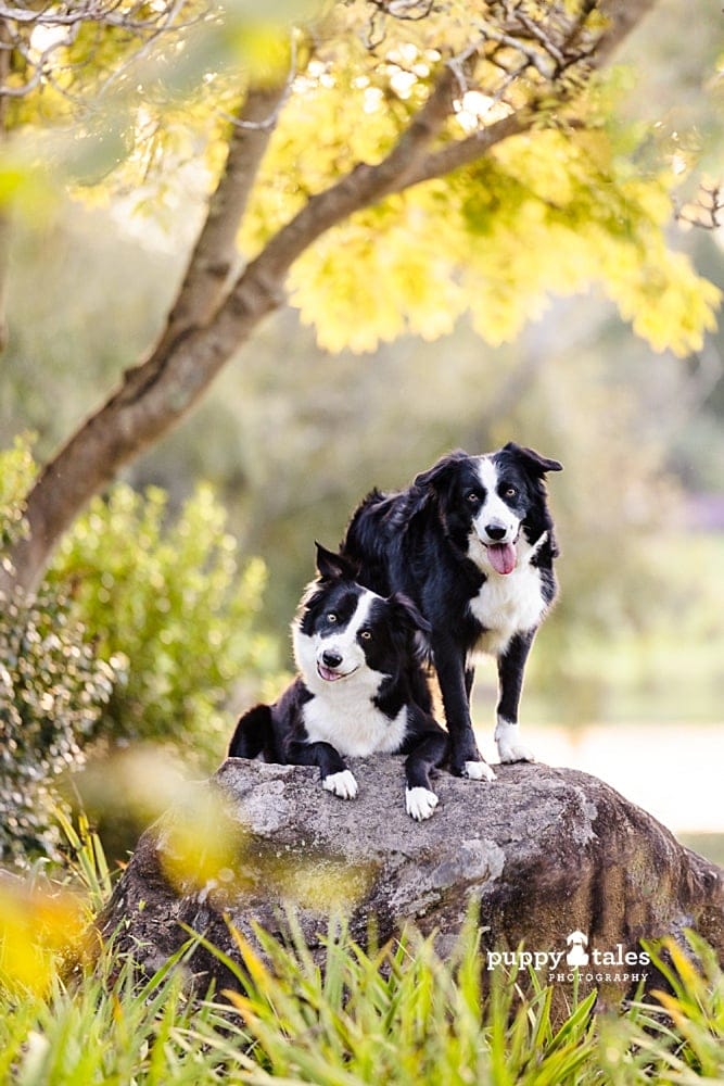 puppytalesphotography-onlocation-6