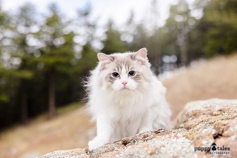 puppytalesphotography-onlocation-9