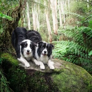 WOOFING GOOD $2000 Photography Gift Card