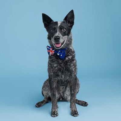 puppytalesphotography peopleschoice2024 heidi 1