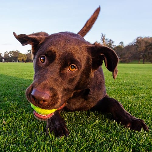 Should we call this cutie dog curious George?