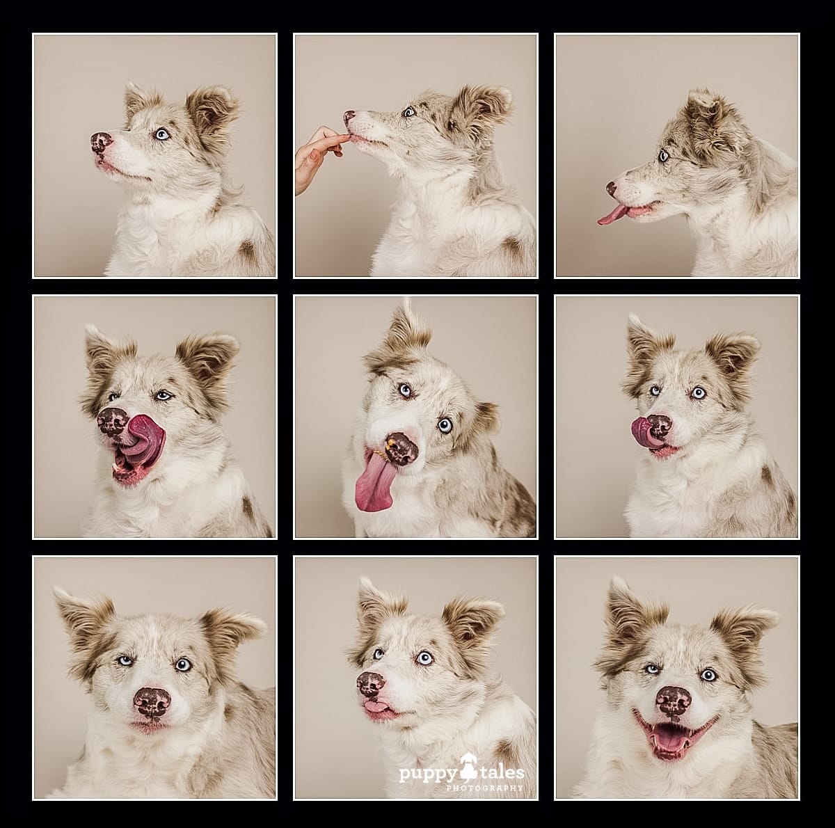 A grid of photos of cheeky Merry, the Red Merle Border Collie by Kerry Martin, a dog photographer. This beautiful dog was photographed at the Puppy Tales Studio on a beige background enjoying peanut butter treats. 