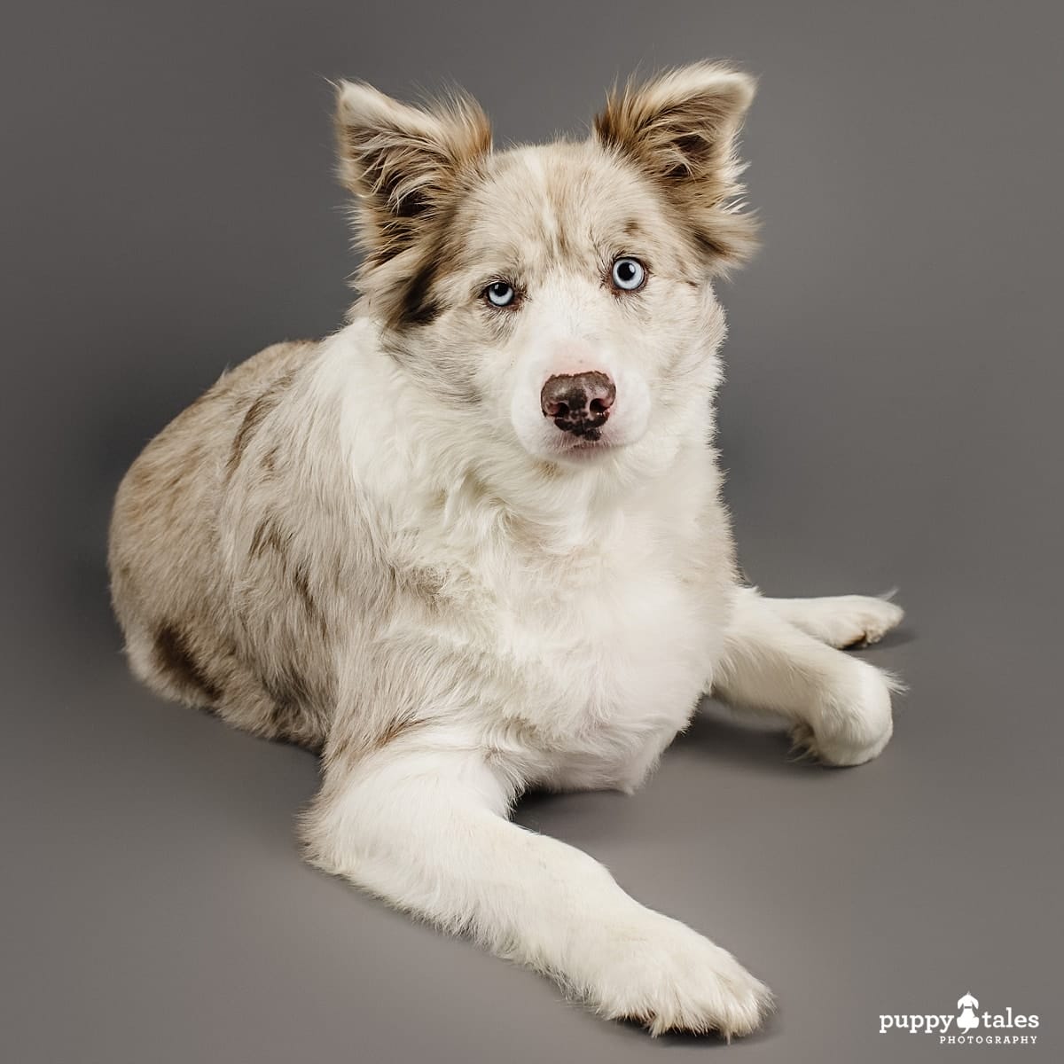 A photo of Merry, the Red Merle Border Collie. She was photographed in the Puppy Tales Studio based in Melbourne by dog photographer Kerry Martin. 