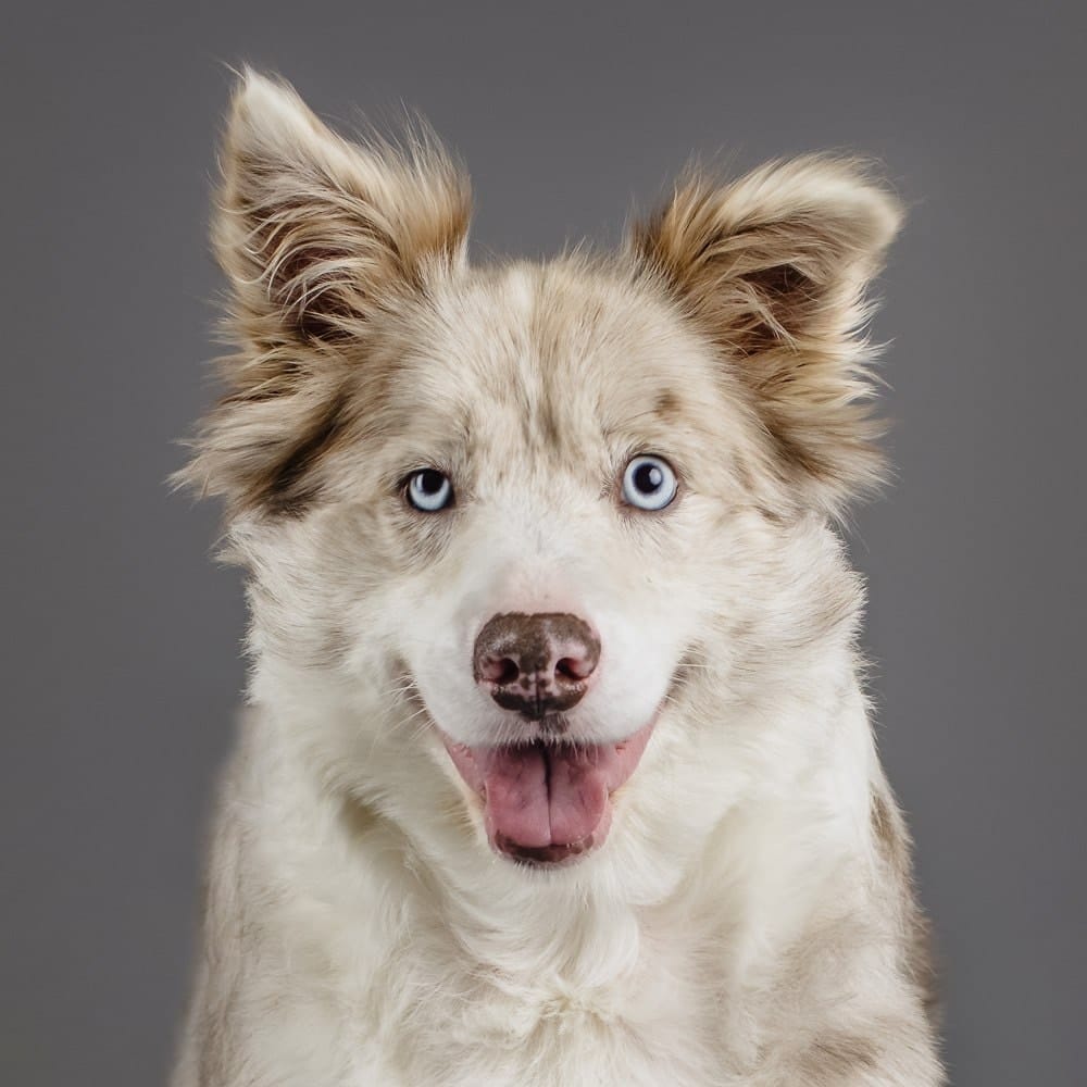 puppytalesphotography redmerlebordercollie merry feature 2