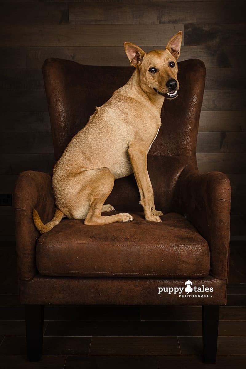 Red, the Ridgeback x Kelpie x Dingo posing on top of a brown chair, on wooden wall background. He was photographed by Kerry Martin, a dog photographer of Puppy Tales Photography based in Melbourne.