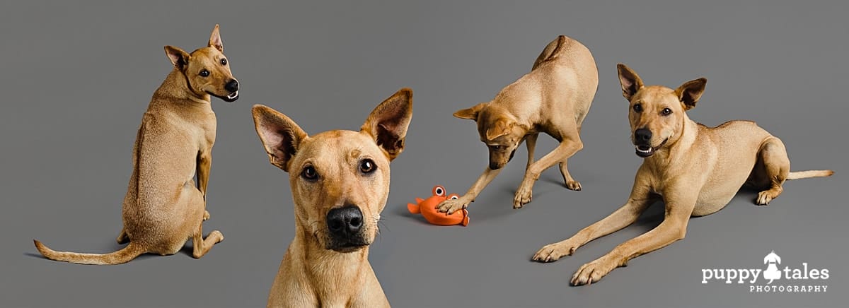 Composite photo of Red, the Ridgeback cross Kelpie cross Dingo by Kerry Martin, a dog photographer. This playful mixed breed dog was photographed at the Puppy Tales Studio on a grey background. 