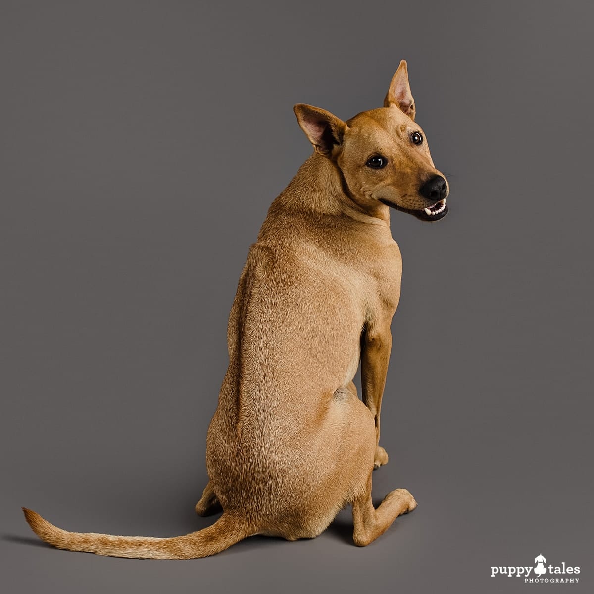 A photo of Red, the Ridgeback x Kelpie x Dingo. He was photographed in the Puppy Tales Studio based in Melbourne by a dog photographer Kerry Martin.