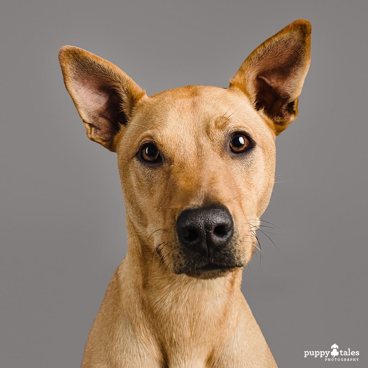 Red, the Ridgeback cross Kelpie cross Dingo headshot on a grey background in the Puppy Tales Melbourne studio for Project Dogalogue.