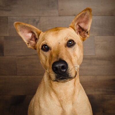 Studio photographs of Red the Ridgeback cross Kelpie cross Dingo
