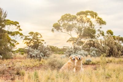 puppytalesphotography-riley&indie-Kalgoorlie-WA