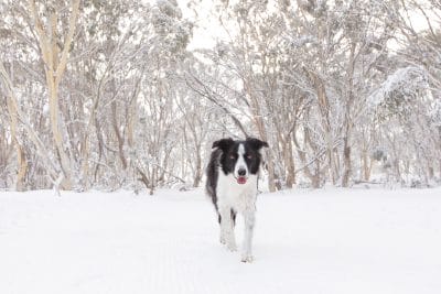 puppytalesphotography-rosie-1